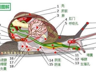 蜗牛解剖揭秘，探究其主要组成部分