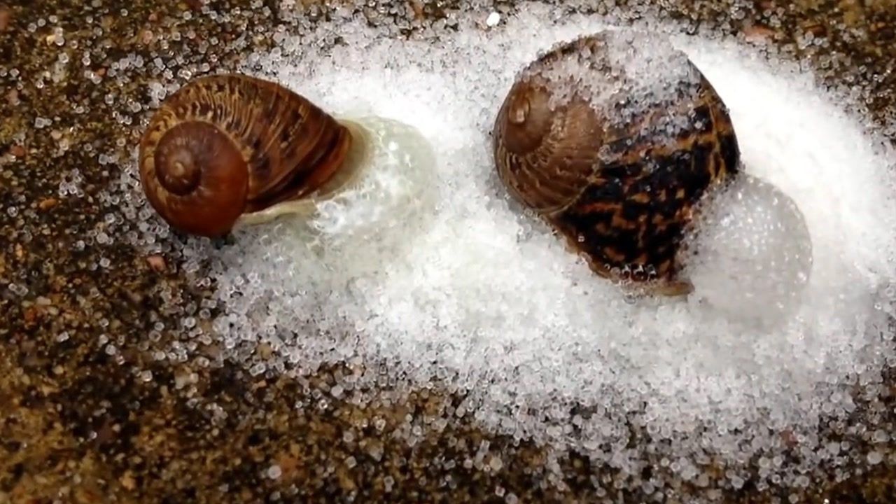 水蜗牛的天敌揭秘，美食家的水下记,水生世界的美景,水蜗牛是哪些动物的食物,第1张