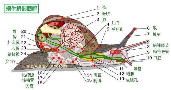 蜗牛解剖揭秘，探究其主要组成部分,蜗牛图片,蜗牛主要有哪些部分构成,第1张